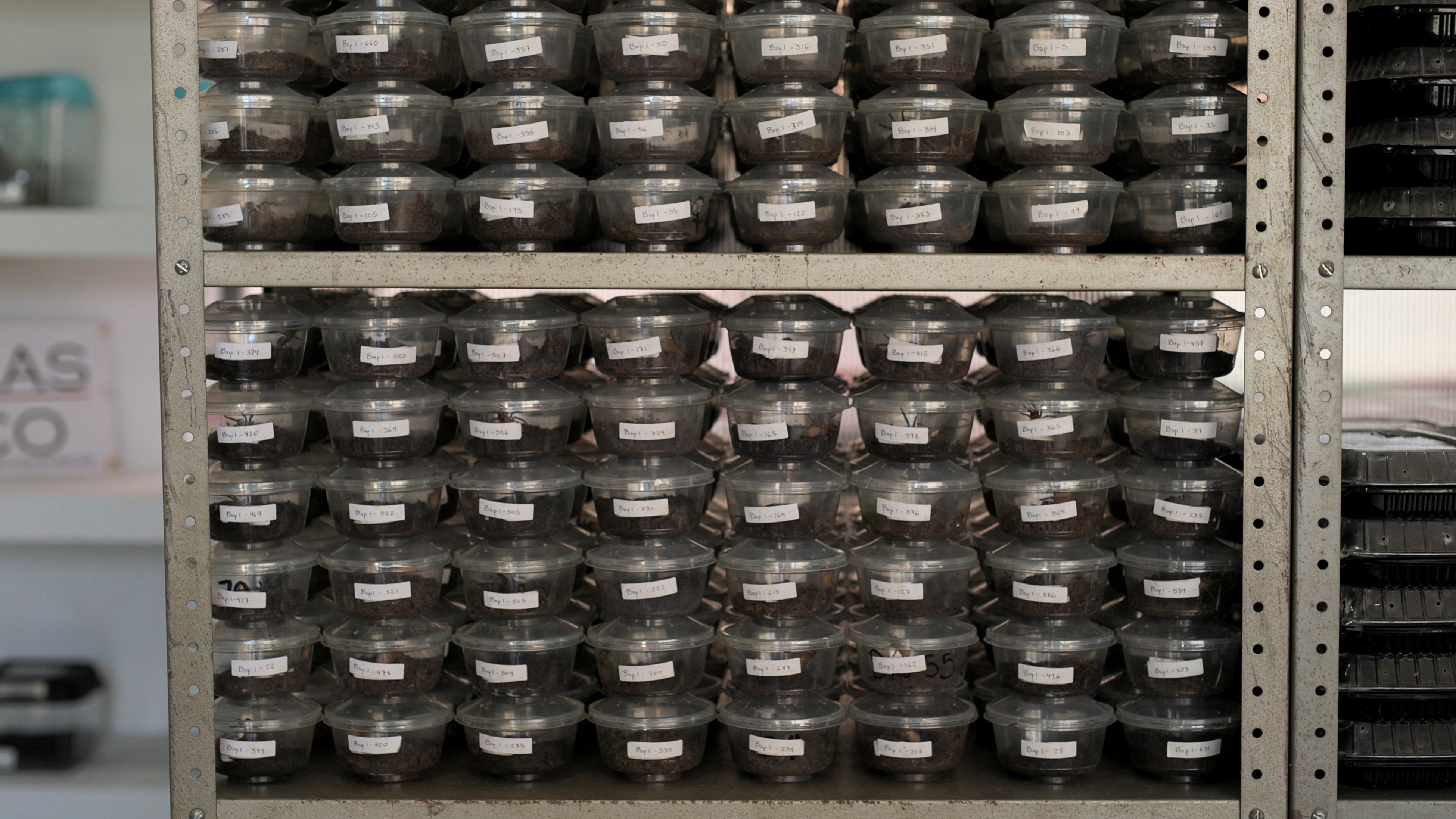 The filmmakers were attracted to the passion bug collectors displayed
