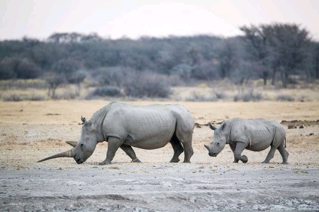Sisboy, the orphaned rhino, is safe and sound at Khama Rhino Sanctuary - Vimarsana News