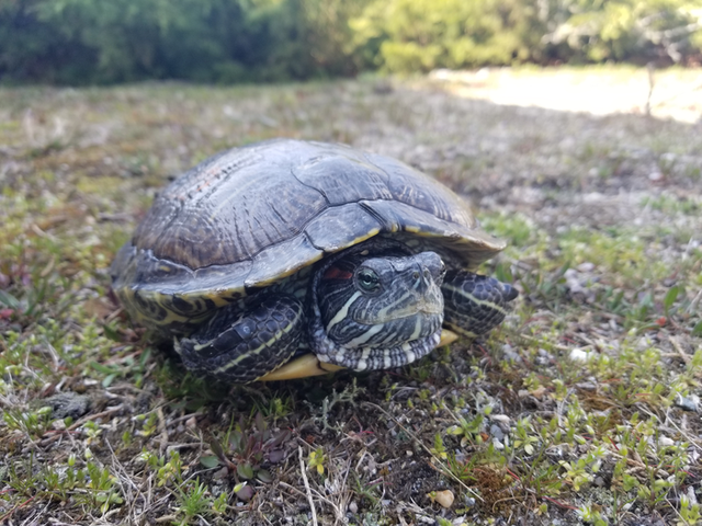 <p>A red-eared slider</p>