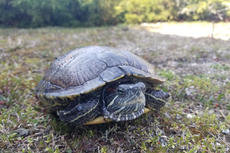 Underwater noise pollution is causing turtles to experience hearing loss, scientists say