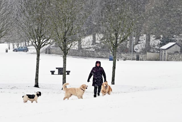 <p>A woman walks her dogs in Kirkgate Park during a heavy snow shower at Loch Leven National Nature Reserve, on 24 February 2022, in Kinross, Scotland</p>