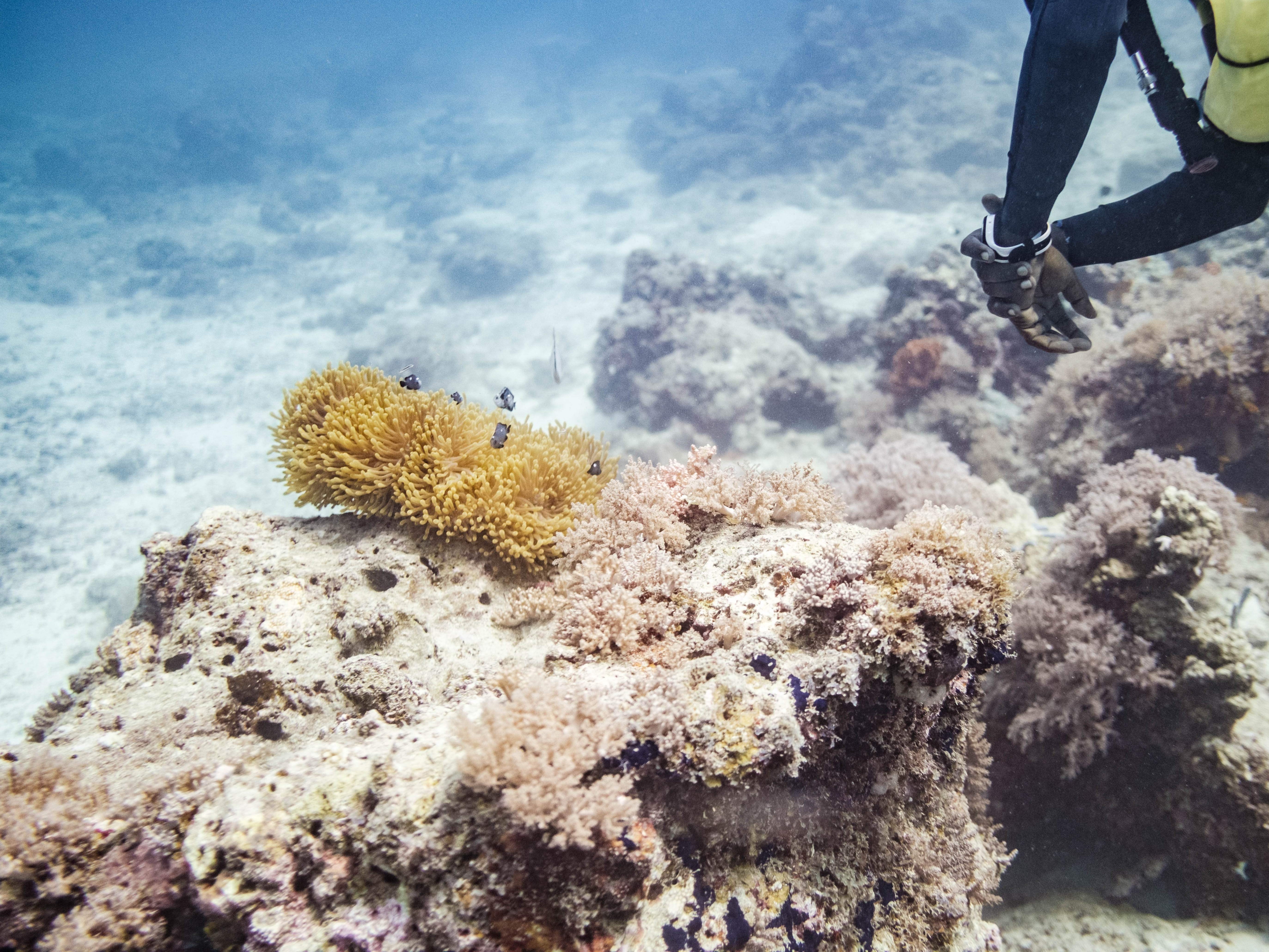 Coral reefs risk bleaching in warmer seas