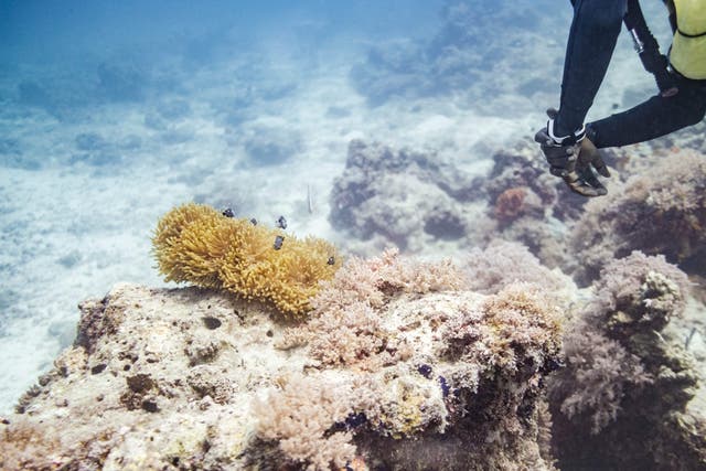 <p>Coral reefs risk bleaching in warmer seas</p>