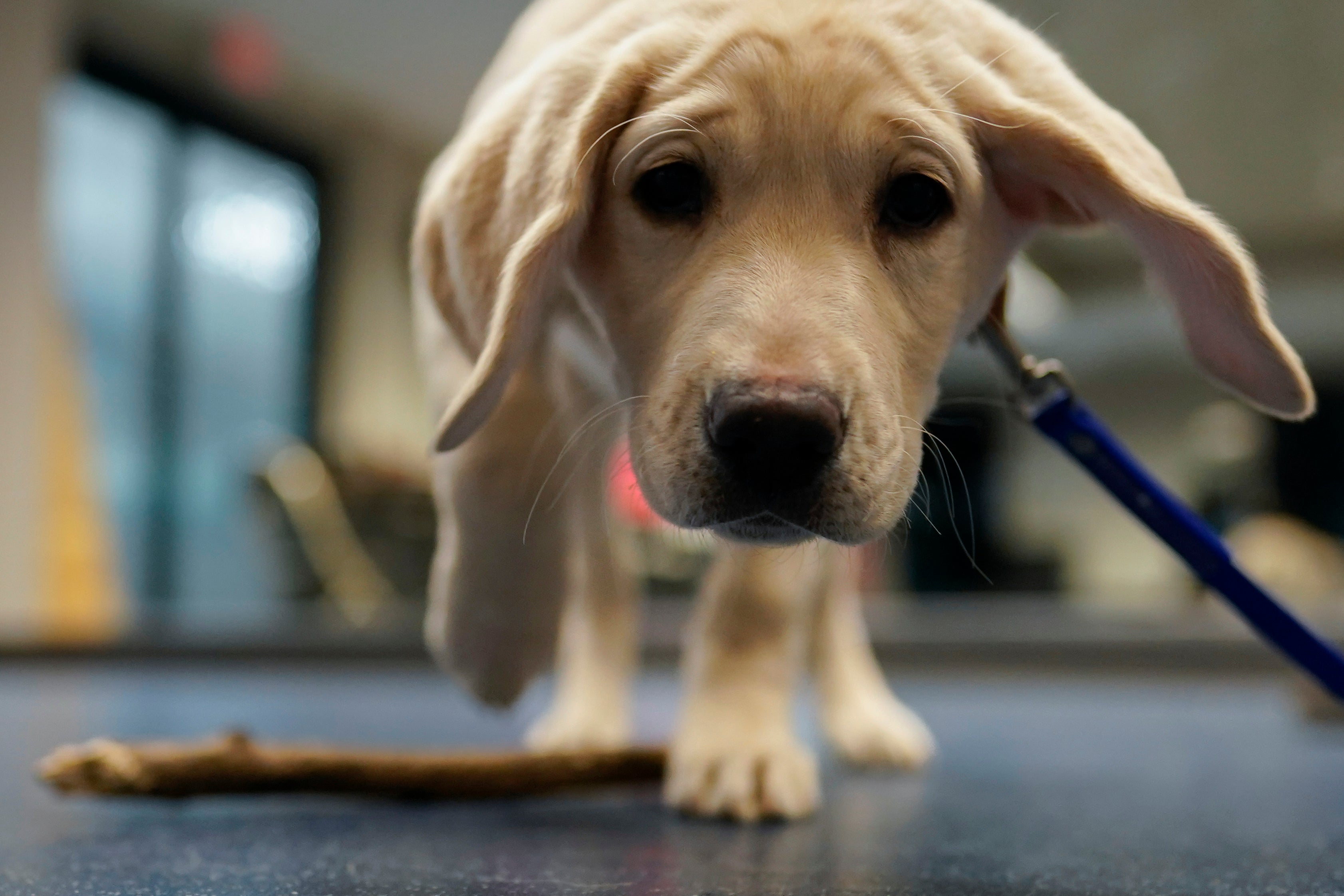 Guide Dog Puppies Photo Gallery