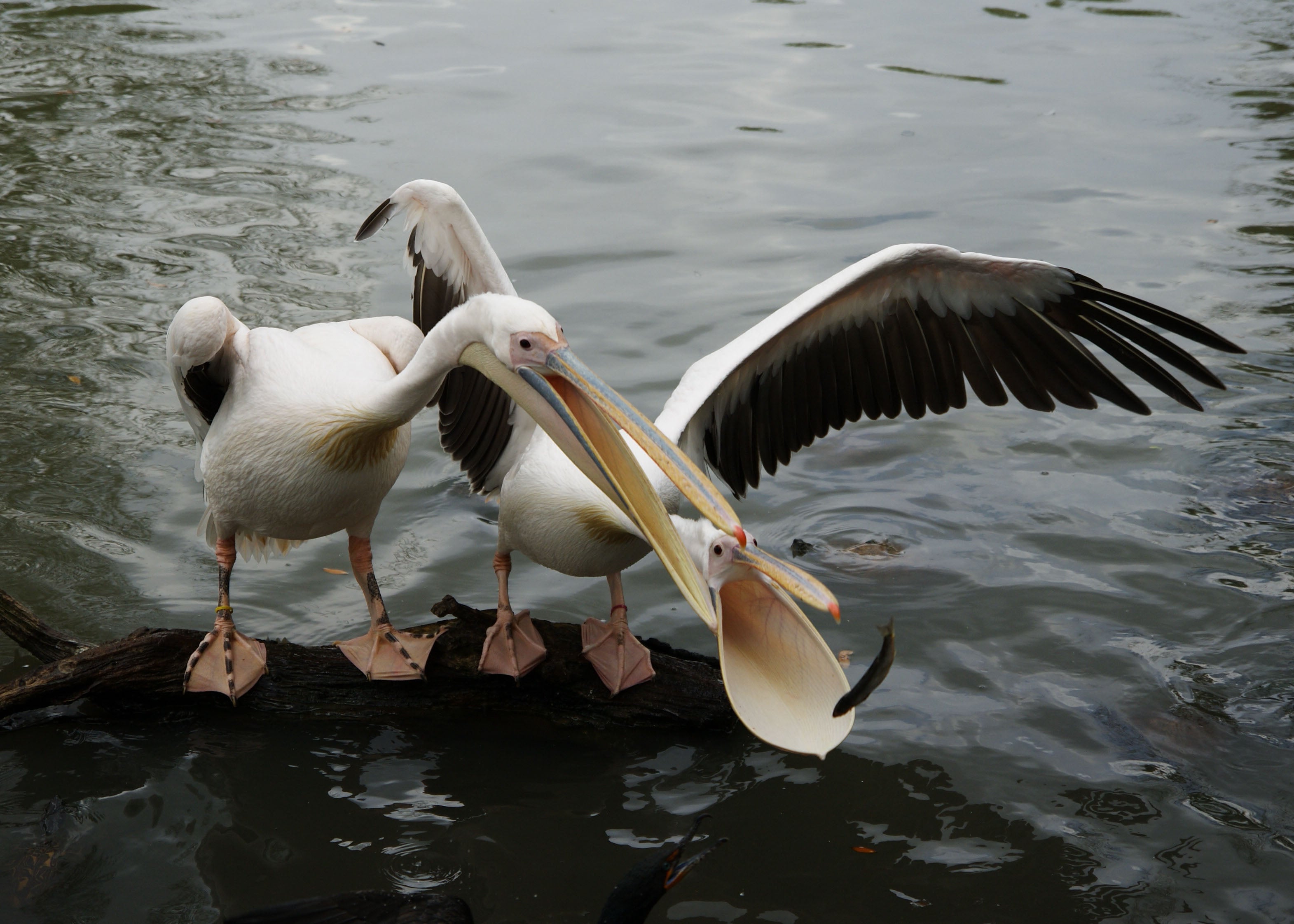 Pelicans vie for fish in New Orleans