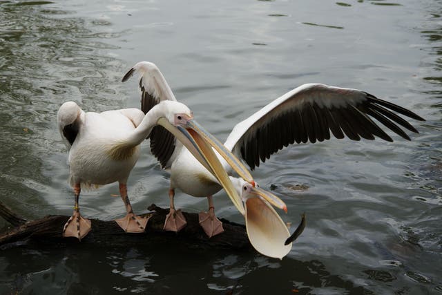 <p>Pelicans vie for fish in New Orleans</p>