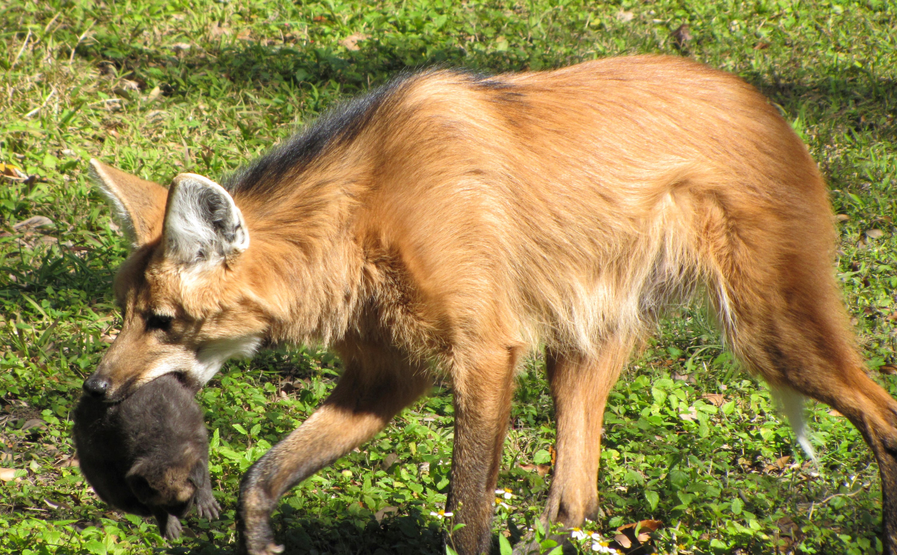 New Orleans Zoo Maned Wolf Puppies
