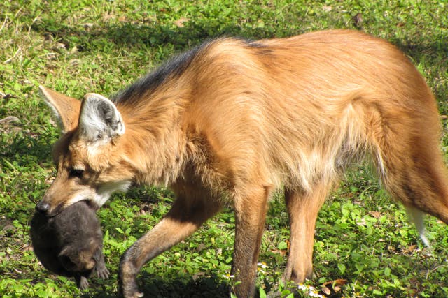 New Orleans Zoo Maned Wolf Puppies