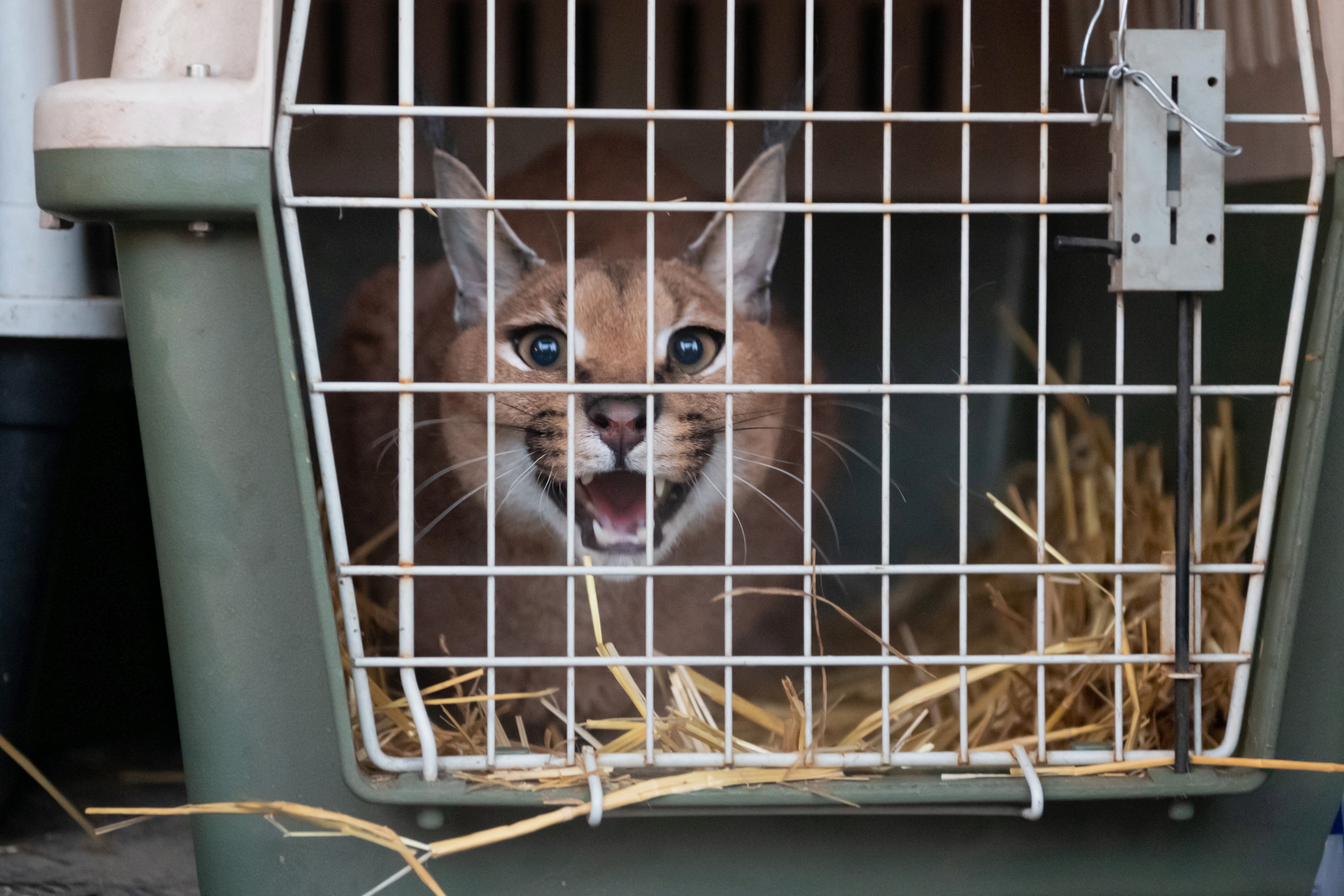 A caracal arrives at the zoo in Poznan