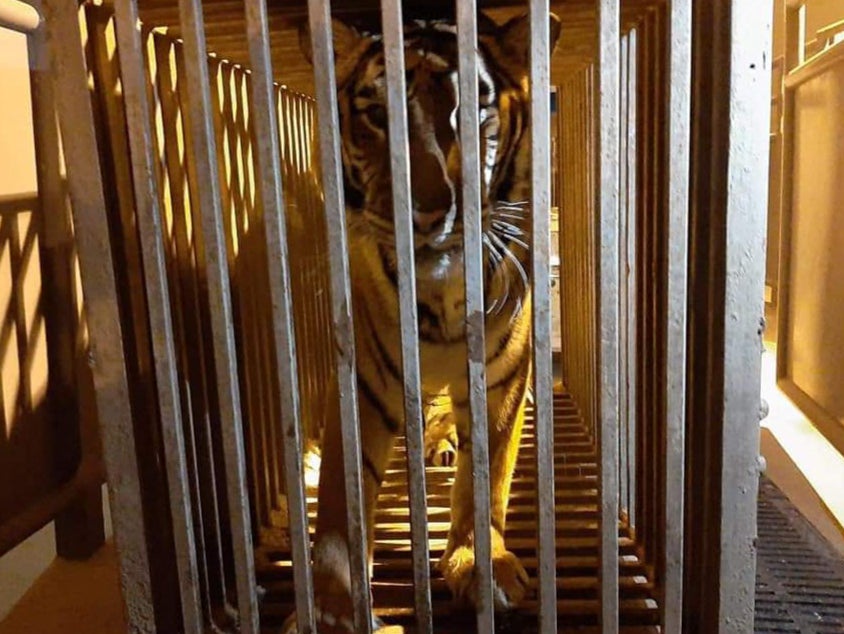 <p>A 17-year-old female tiger in a cage at the border crossing in Korczowa, Poland</p>