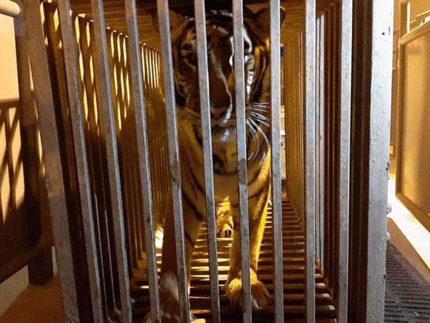 A 17-year-old female tiger in a cage at the border crossing in Korczowa, Poland