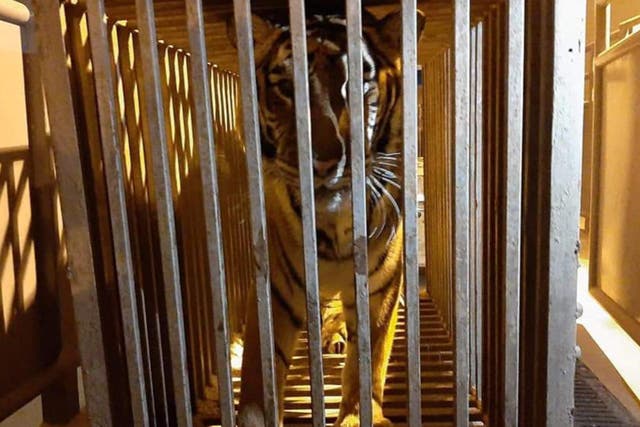 <p>A 17-year-old female tiger in a cage at the border crossing in Korczowa, Poland</p>