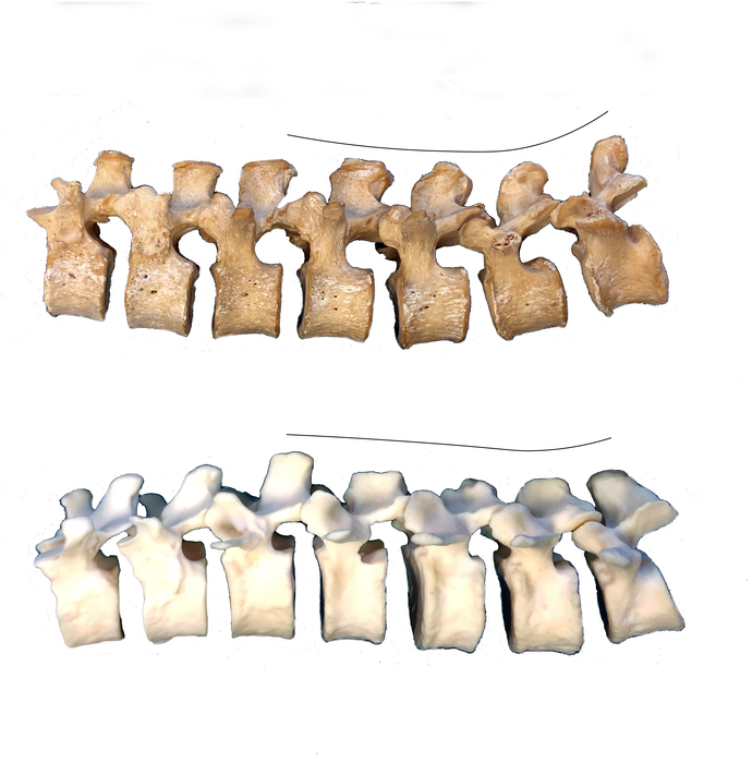 Lower back bones of a Neandertal (Kebara 2 specimen; bottom) and a post-industrial modern human (top) demonstrating differences in wedging and curvature of the lower back