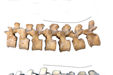 Neanderthal spine study sheds light on back pain and related ailments in humans