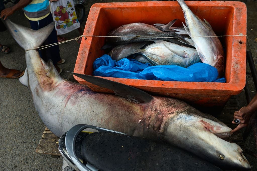 The decline in shark populations has largely been attributed to increases in fishing efforts