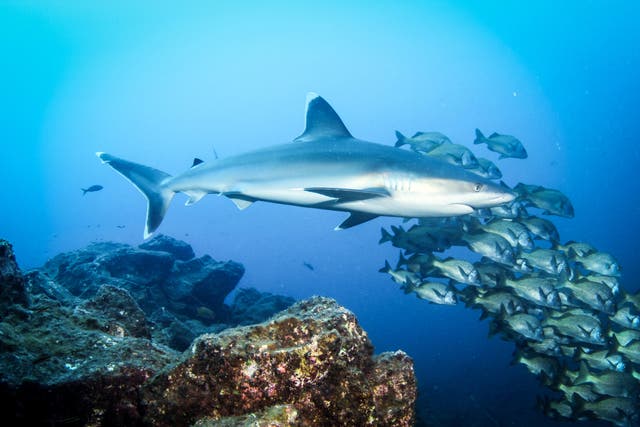 <p>Sharks populations have declined by 71 per cent since 1970 </p>