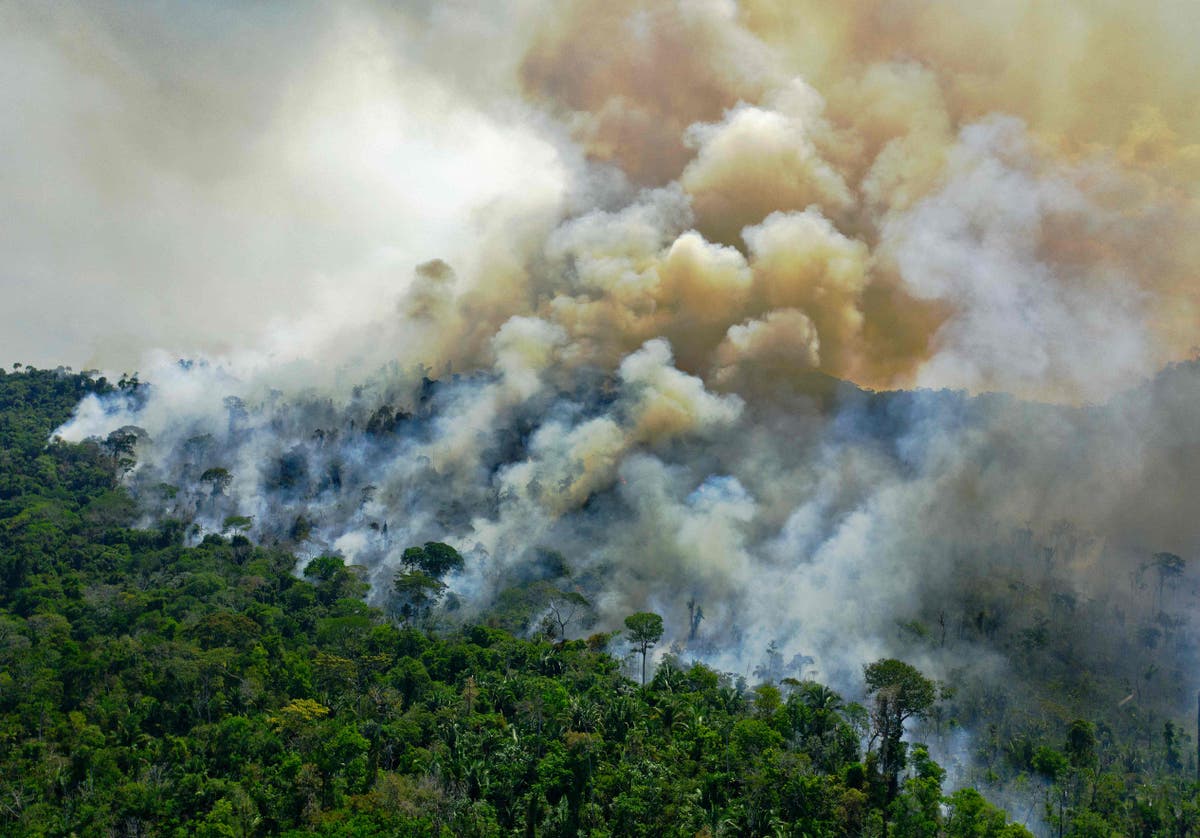 Amazon rainforest losing its ability to bounce back, scientists warn