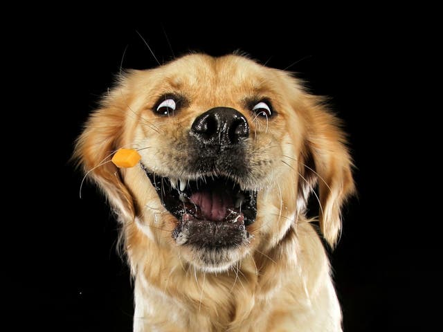<p>Carolyne Cowan captures pets’ quirky expressions as they are thrown treats </p>