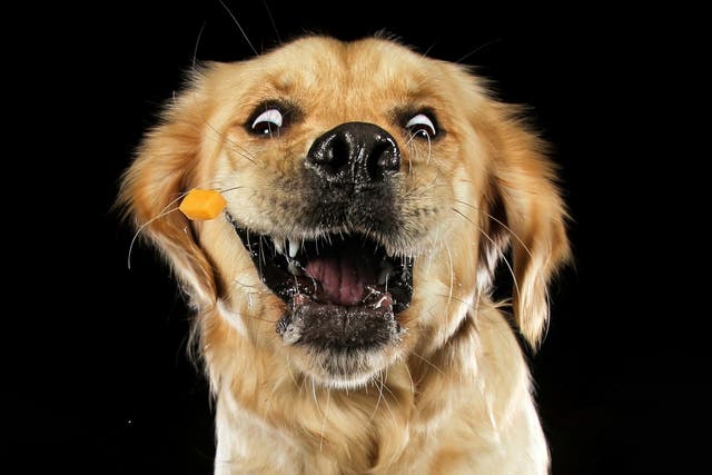 <p>Carolyne Cowan captures pets’ quirky expressions as they are thrown treats </p>