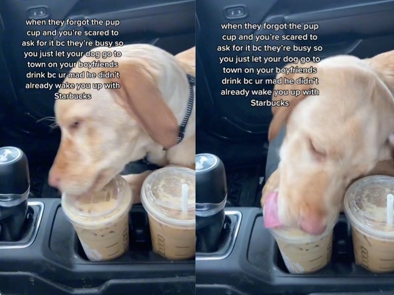 Woman sparks debate after letting dog lick lid of boyfriend’s Starbucks drink after barista forgot pup cup