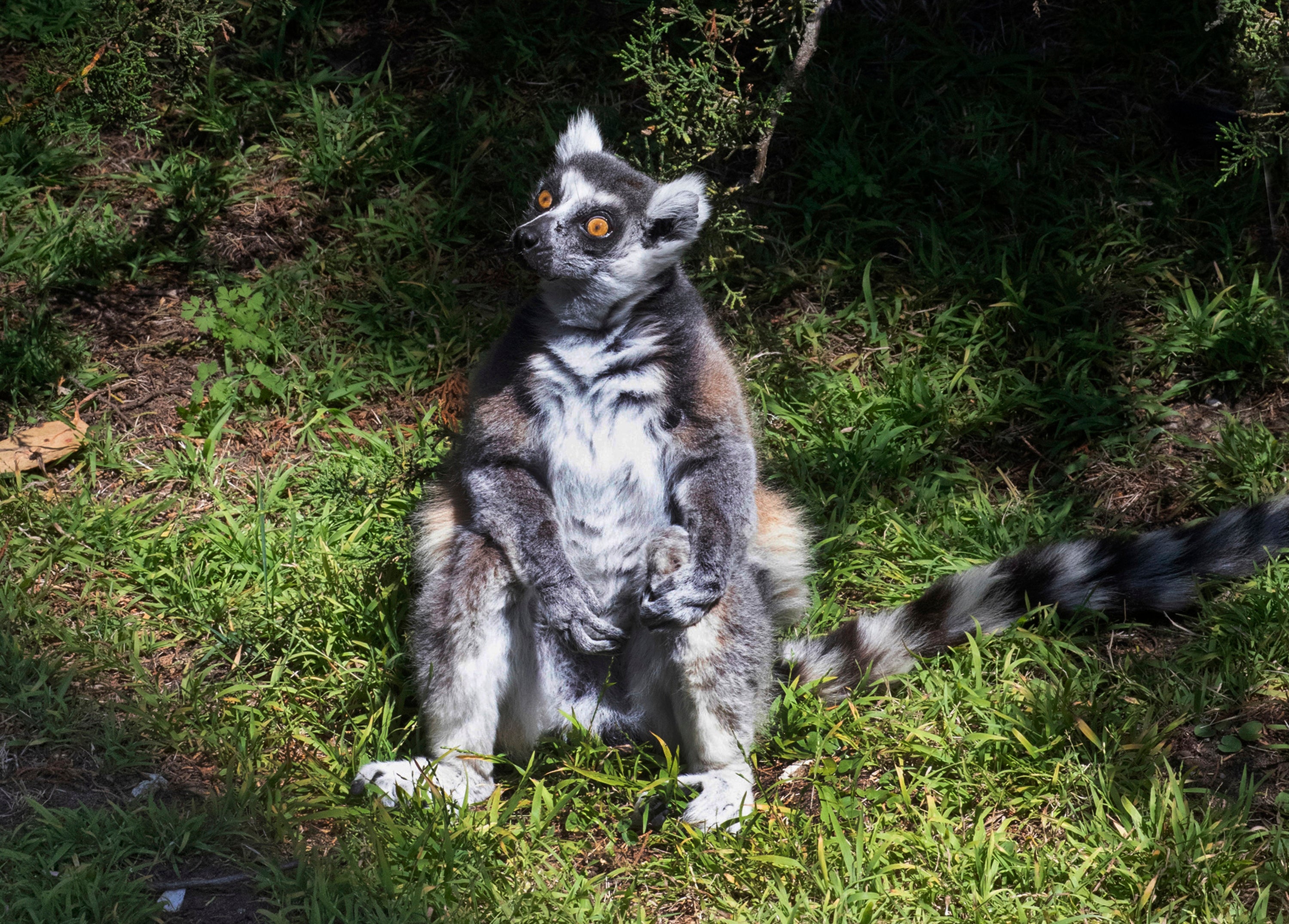 Stolen Lemur Dies