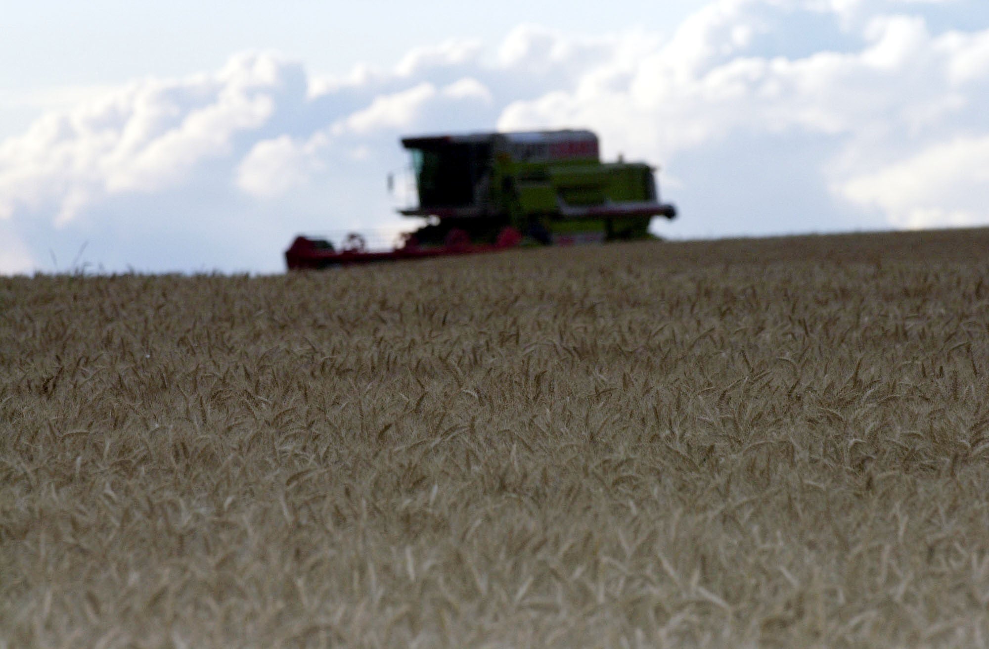 A combine harvester ploughs fields, at Langham in Rutland amid reports that Britain’s beleaguered farming industry will face more misery as the grain harvest looks set to be at a two-decade low. This comes after it was revealed that the price of a sliced loaf could soar. *… by up to 6p because of the high price of wheat. The crisis was sparked after the wettest autumn and spring on record and the continuing impact of foot-and-mouth disease. It could see farmers losing 400 million in revenue.