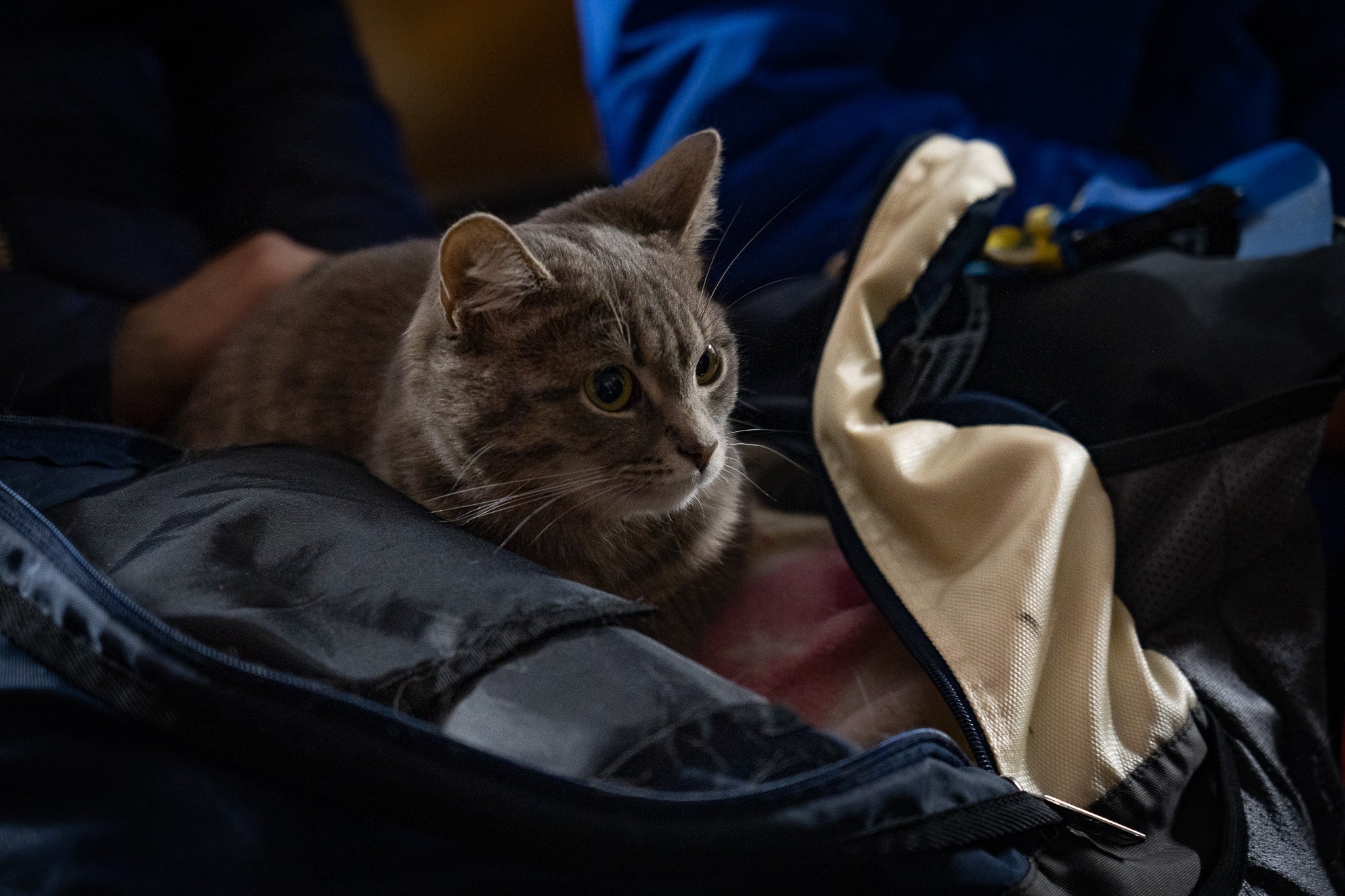 A teenage girl was comforting her rescue cat nuzzled into a backpack