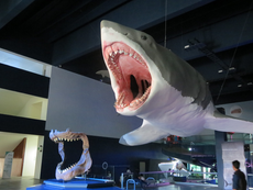 Gigantic Megalodon sharks grew to much larger sizes in cooler waters, new study suggests