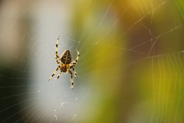 <p>Some spiders live for decades </p>