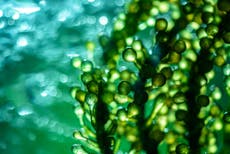 Can microalgae hasten the end to our reliance on oil?