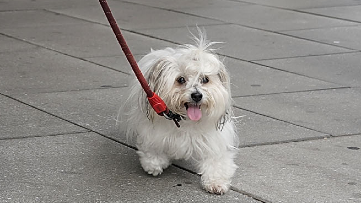 Bianca, a dog who was threatened by Roger Stone