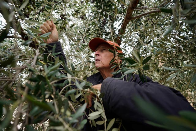 <p>Former California Gov. Jerry Brown climbs through the branches of an olive tree as he harvests his olive crop at his ranch near Williams, California </p>