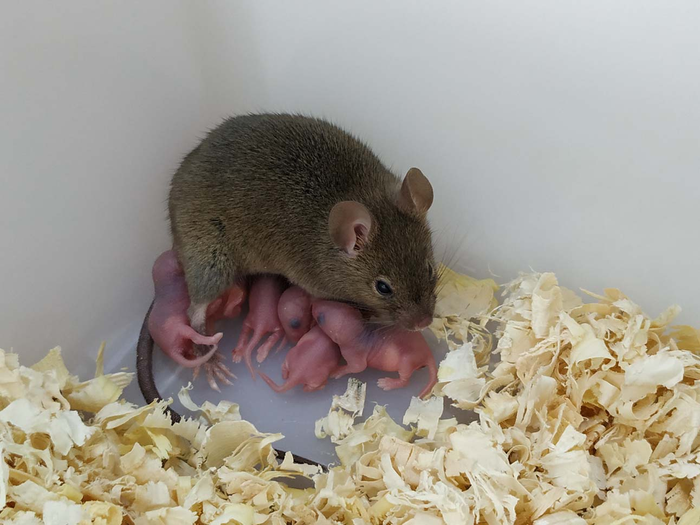 <p>Parthenogenetic mouse and the offspring</p>