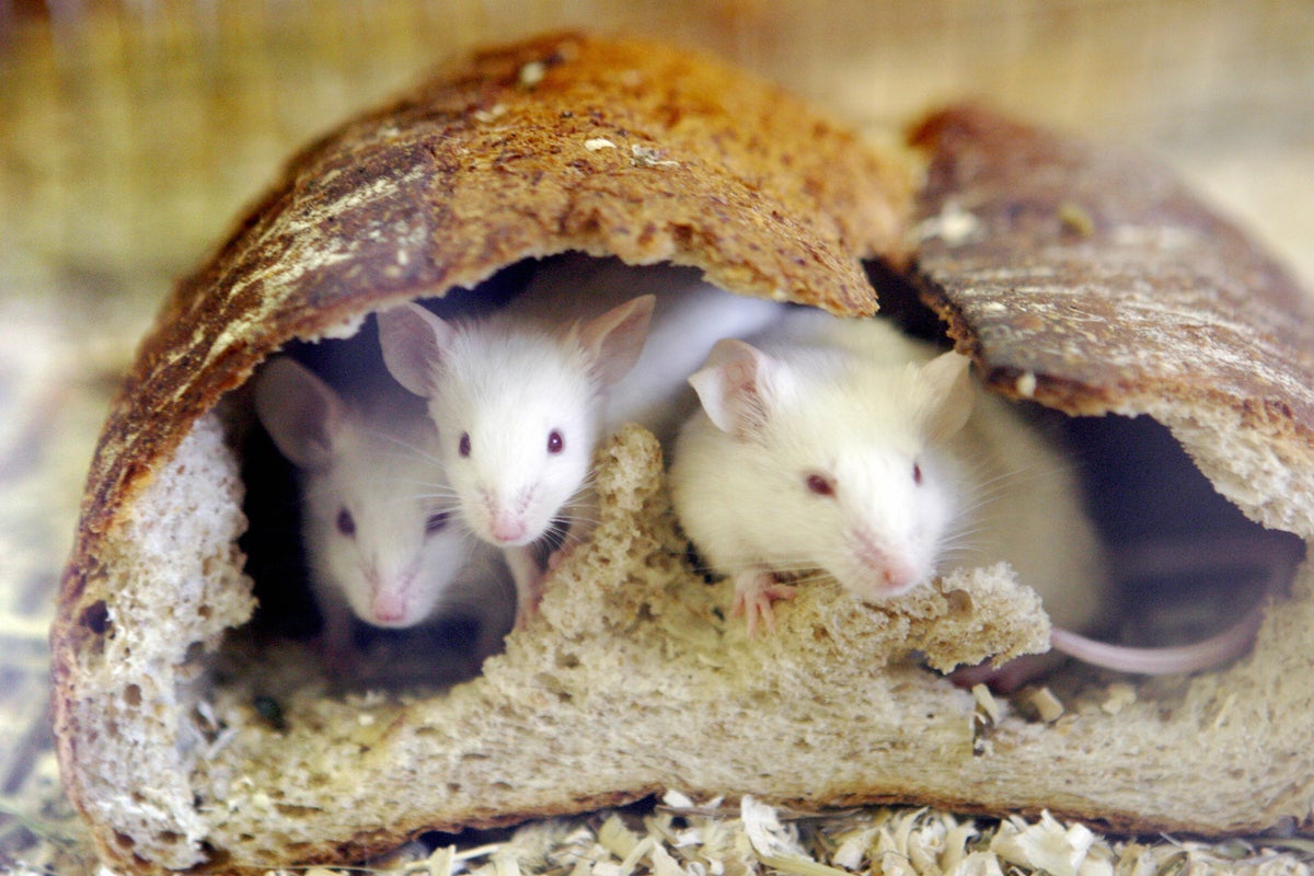 Scientists reverse ageing in elderly mice by rejuvenating their tissues |  The Independent