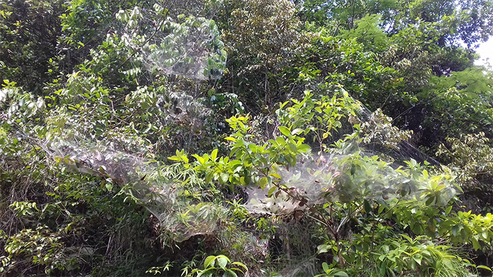 Social spider colony (Anelosimus eximius) in French Guiana