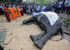 Sri Lanka’s most sacred elephant will be stuffed and put on display after dying aged 68