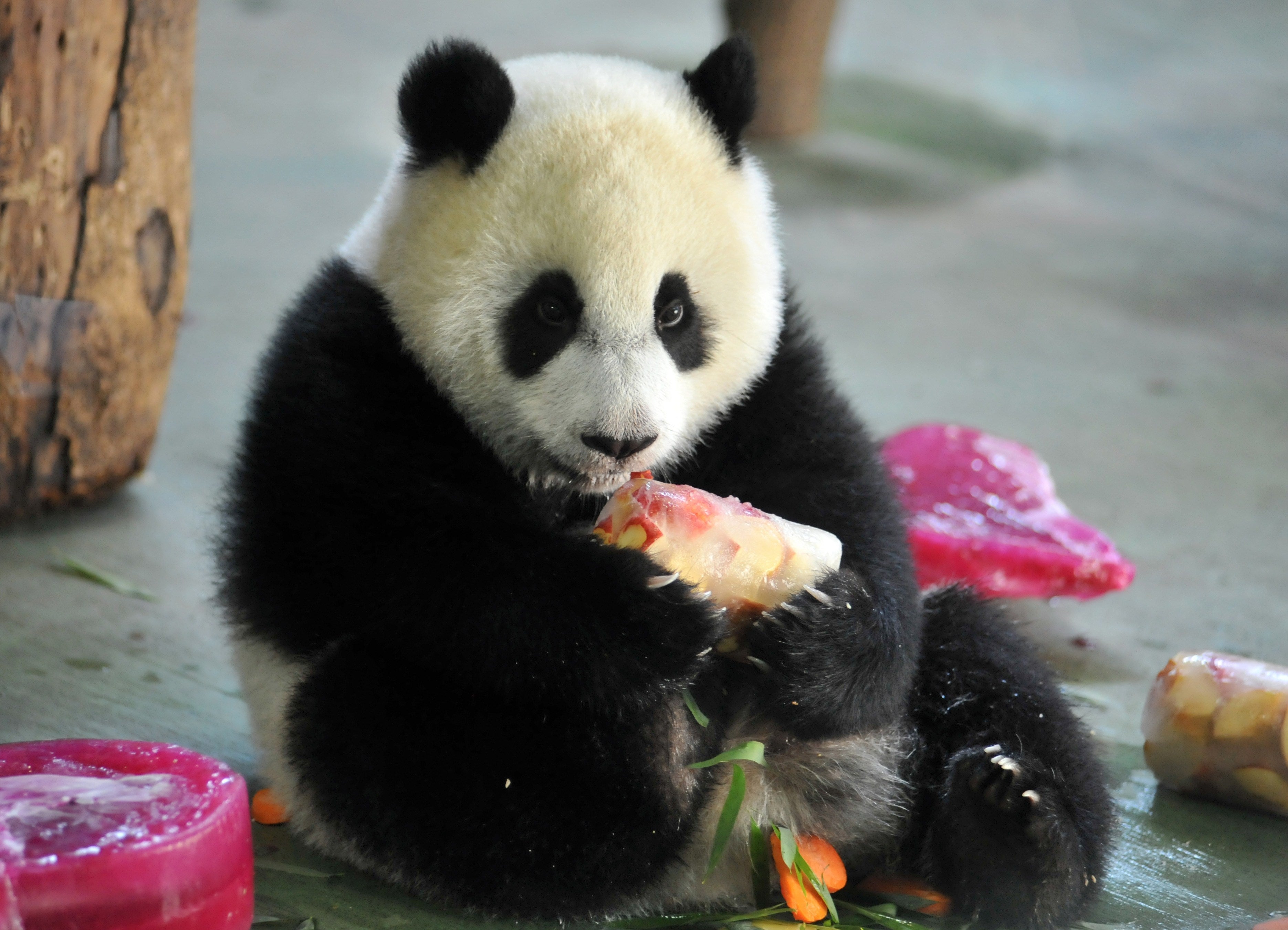 Yuan Zai enjoys its birthday cake during the celebration of its first birthday at the Taipei City Zoo on 6 July 2014