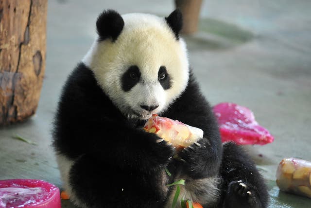 <p>Yuan Zai enjoys its birthday cake during the celebration of its first birthday at the Taipei City Zoo on 6 July 2014</p>