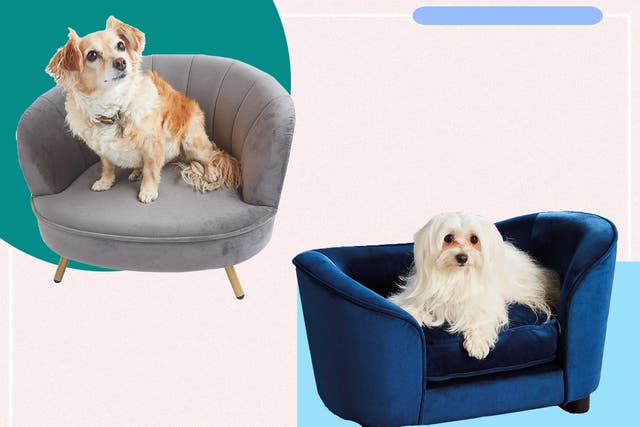 <p>A regal design for your pooch is exactly what you need </p>