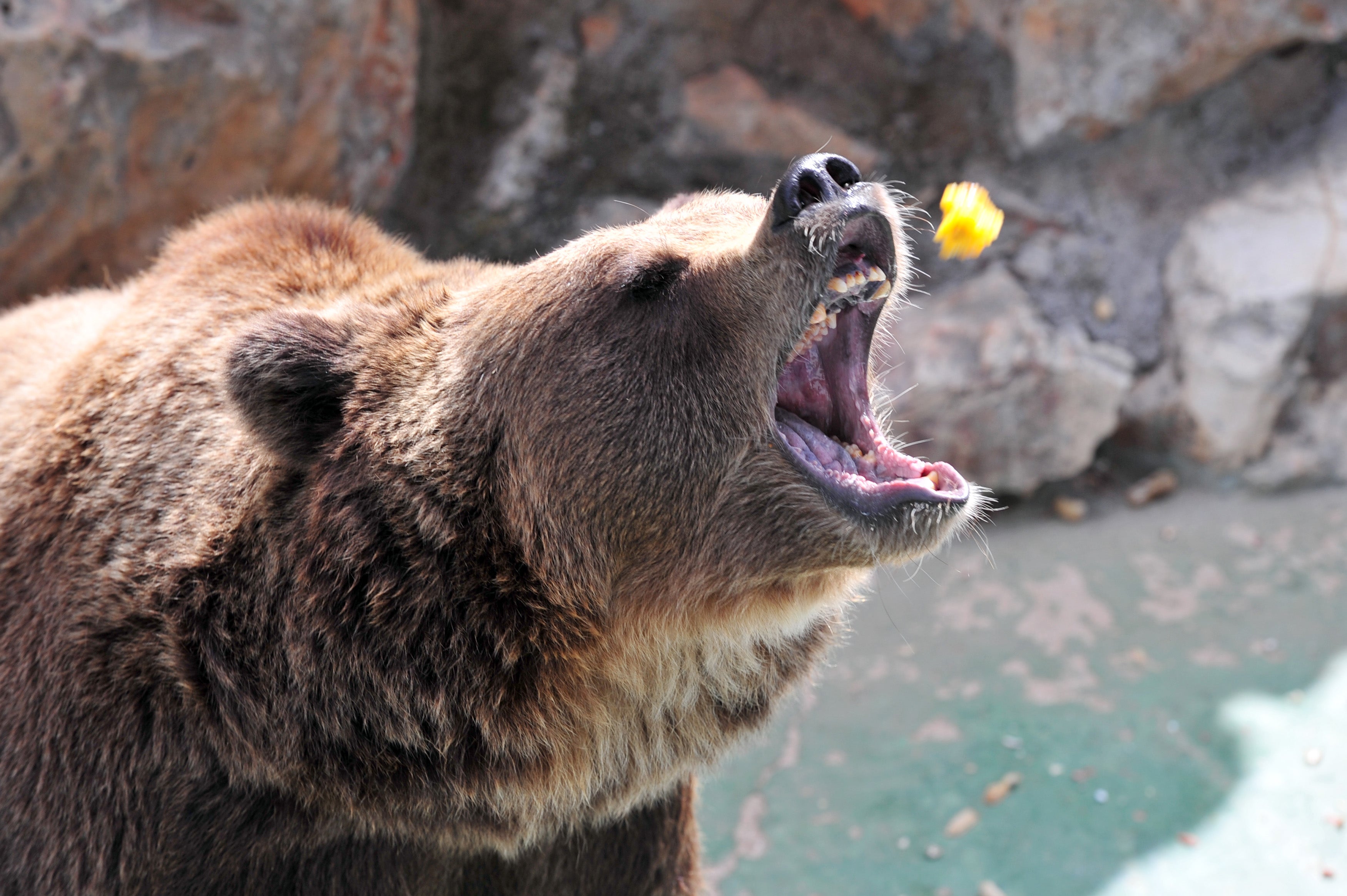 A brown bear receives food from a tourist at the Safari park in Fasano, in Italy’s Apulia region on 4 August 2011