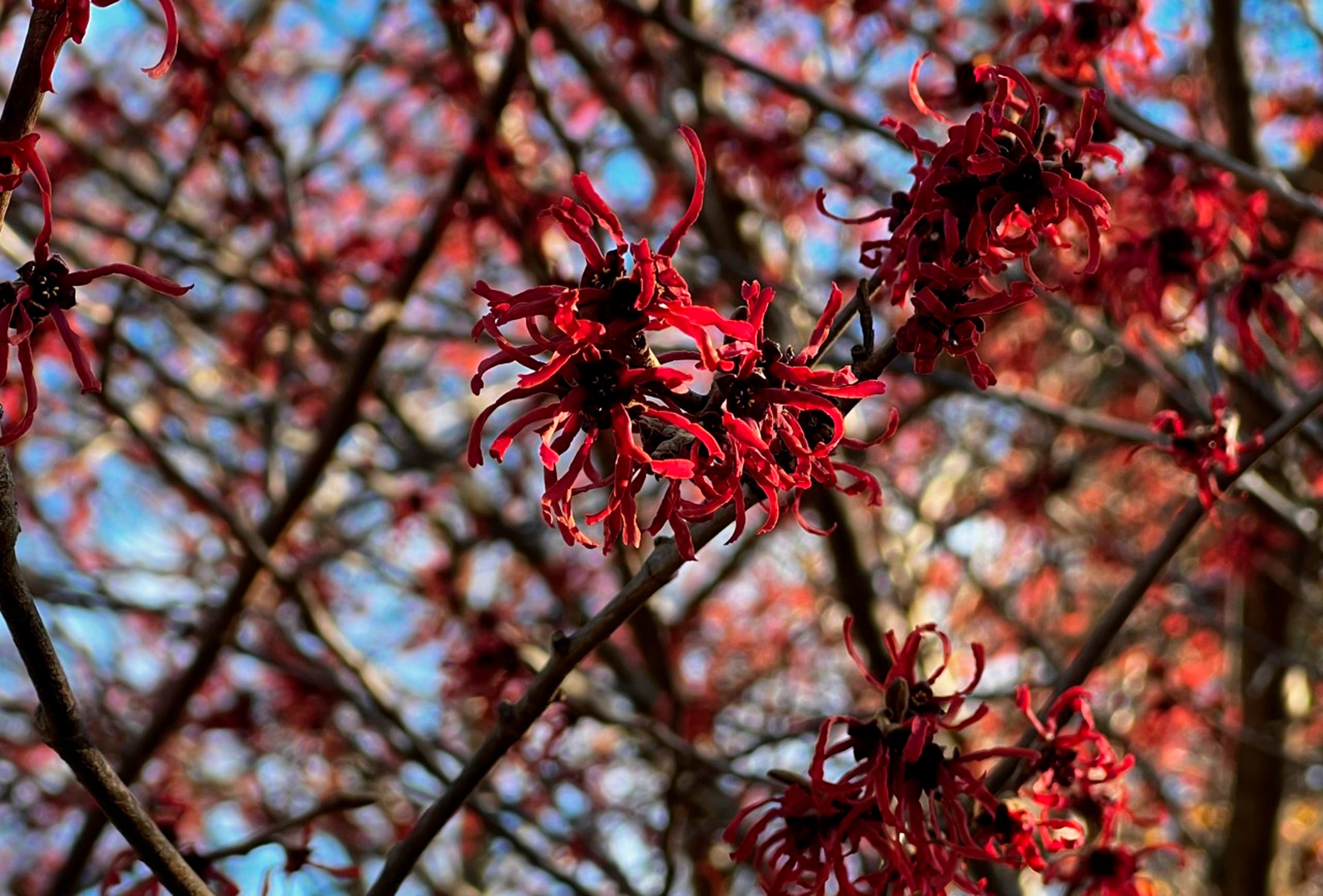 Gardening-Next Winter