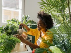 Five house plants in the office can cut air pollution by 20%, new study suggests