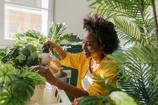 Five house plants in the office can cut air pollution by 20%, new study suggests