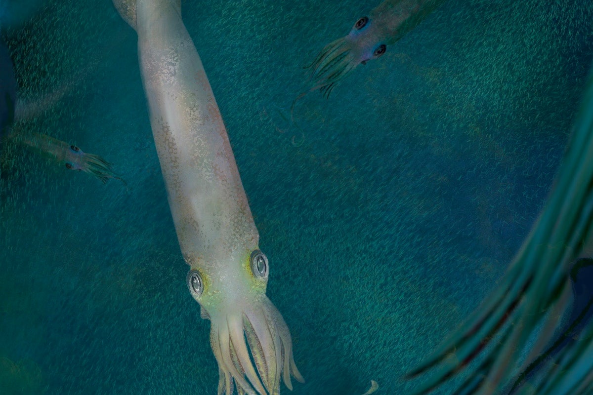 Octopus ancestor is the first of its kind with 10 functional arms | The ...