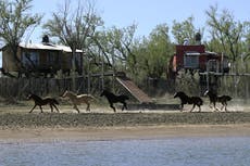 Animals evolved ability to gallop even before they emerged on land, study suggests