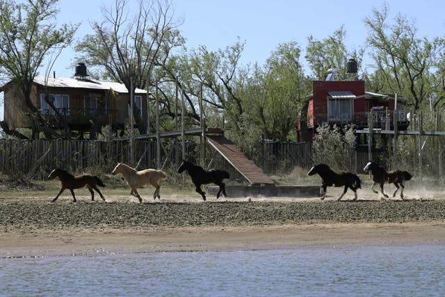 <p>Horses gallop on the shore of an almost dry arm of the Parana river in Argentina on 22 August 2021 </p>