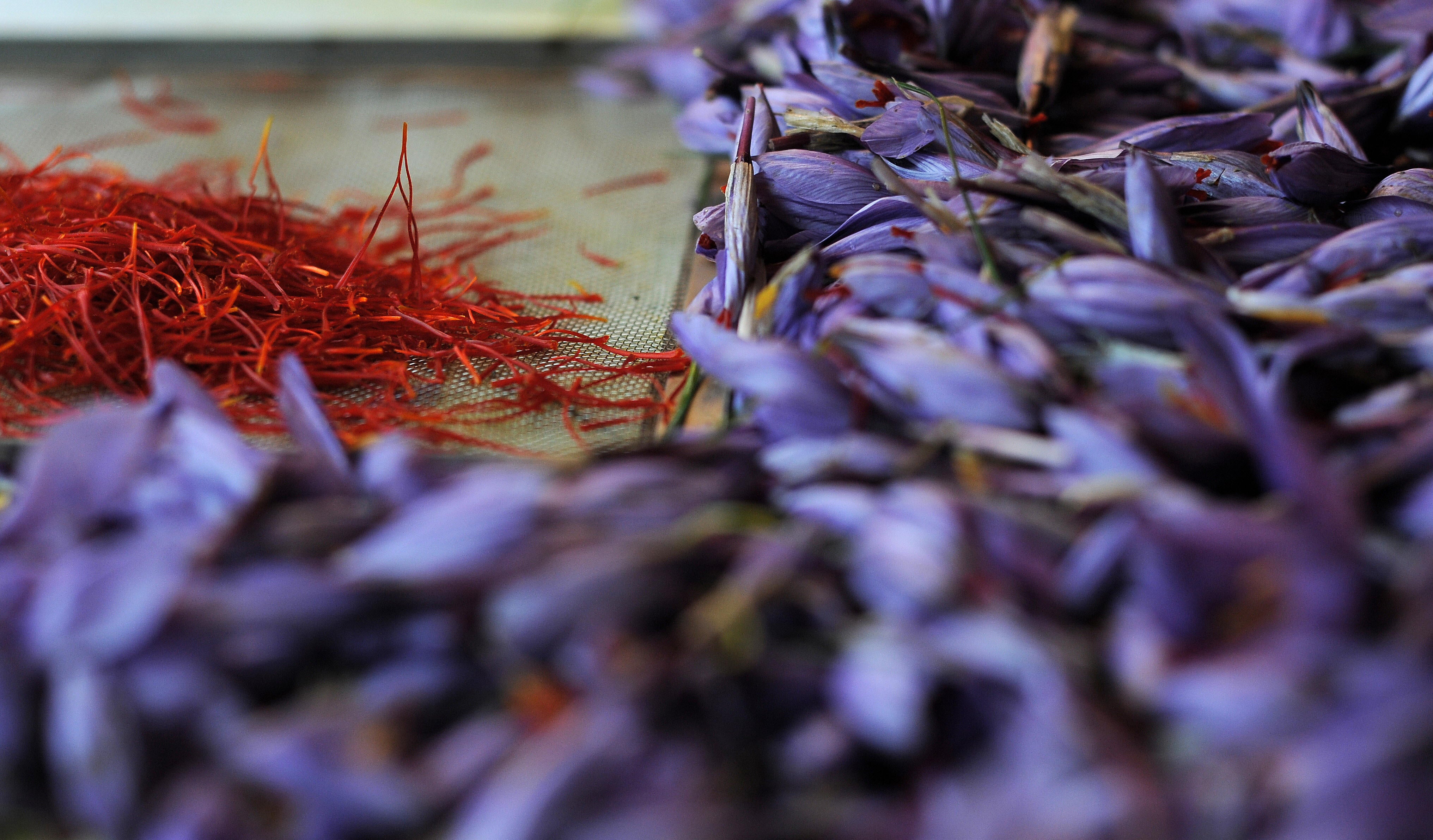 Flowers and stigmas of Crocus Sativus, the saffron crocus, lay on a table, during saffron harvest on November 4, 2008 in Tuscany, Italy.