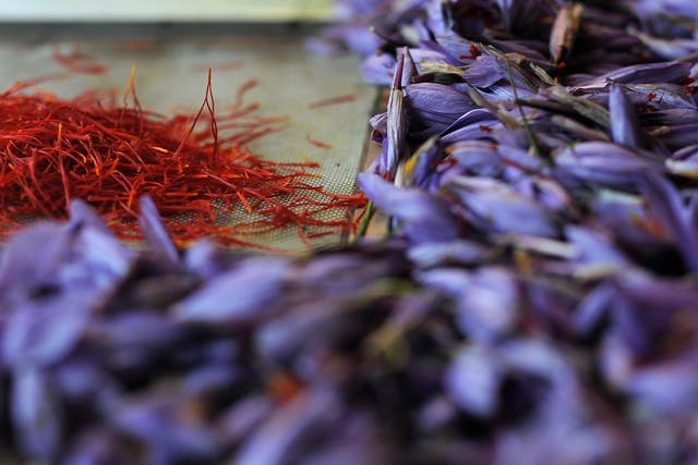 <p>Flowers and stigmas of Crocus Sativus, the saffron crocus, lay on a table, during saffron harvest on November 4, 2008 in Tuscany, Italy.</p>