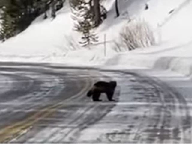 <p>A wolverine was spotted at the Yellowstone National Park</p>