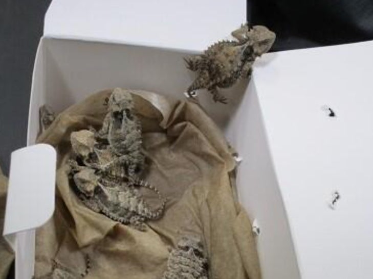 The lizards found hidden on 25 February in an attempted smuggling